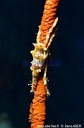 Xenocarcinus tuberculatus Lembeh Angers window-12m-20241010-da-DSC_3666_tn